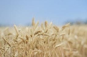 CHINA-XINJIANG-QITAI COUNTY-WHEAT-HARVEST (CN)