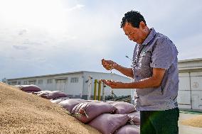 CHINA-XINJIANG-QITAI COUNTY-WHEAT-HARVEST (CN)