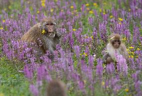 (SichuanMosaics)CHINA-SICHUAN-SERTAR-TIBETAN MACAQUES (CN)