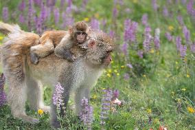 (SichuanMosaics)CHINA-SICHUAN-SERTAR-TIBETAN MACAQUES (CN)