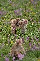 (SichuanMosaics)CHINA-SICHUAN-SERTAR-TIBETAN MACAQUES (CN)