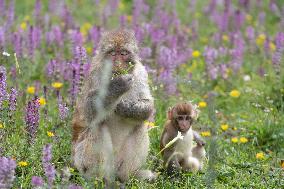 (SichuanMosaics)CHINA-SICHUAN-SERTAR-TIBETAN MACAQUES (CN)