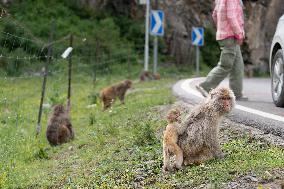 (SichuanMosaics)CHINA-SICHUAN-SERTAR-TIBETAN MACAQUES (CN)