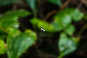 Long-jawed Orb Weavers (Leucauge) - Oriental Latrine Fly - Aedes  Mosquito