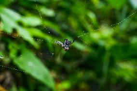 Long-jawed Orb Weavers (Leucauge) - Oriental Latrine Fly - Aedes  Mosquito