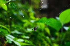 Long-jawed Orb Weavers (Leucauge) - Oriental Latrine Fly - Aedes  Mosquito