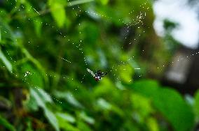 Long-jawed Orb Weavers (Leucauge) - Oriental Latrine Fly - Aedes  Mosquito