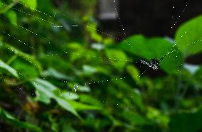 Long-jawed Orb Weavers (Leucauge) - Oriental Latrine Fly - Aedes  Mosquito