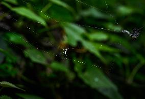 Long-jawed Orb Weavers (Leucauge) - Oriental Latrine Fly - Aedes  Mosquito