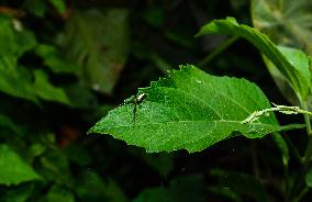 Long-jawed Orb Weavers (Leucauge) - Oriental Latrine Fly - Aedes  Mosquito