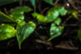 Long-jawed Orb Weavers (Leucauge) - Oriental Latrine Fly - Aedes  Mosquito