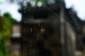 Long-jawed Orb Weavers (Leucauge) - Oriental Latrine Fly - Aedes  Mosquito