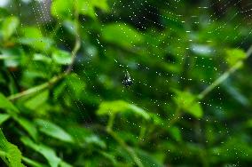 Long-jawed Orb Weavers (Leucauge) - Oriental Latrine Fly - Aedes  Mosquito