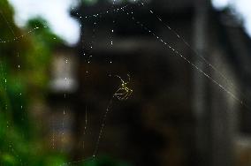 Long-jawed Orb Weavers (Leucauge) - Oriental Latrine Fly - Aedes  Mosquito