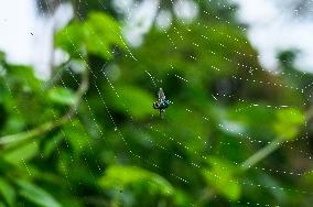 Long-jawed Orb Weavers (Leucauge) - Oriental Latrine Fly - Aedes  Mosquito