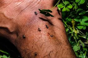 Long-jawed Orb Weavers (Leucauge) - Oriental Latrine Fly - Aedes  Mosquito