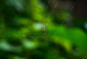 Long-jawed Orb Weavers (Leucauge) - Oriental Latrine Fly - Aedes  Mosquito