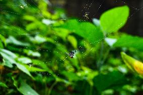 Long-jawed Orb Weavers (Leucauge) - Oriental Latrine Fly - Aedes  Mosquito