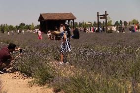 T?RKIYE-KONYA-LAVENDER FIELD