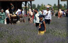 T?RKIYE-KONYA-LAVENDER FIELD