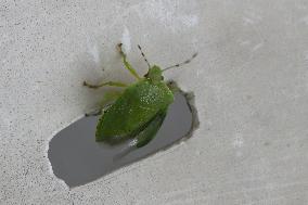 Green Stink Bug