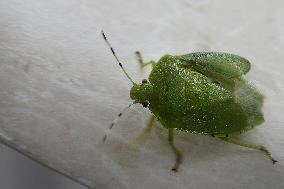 Green Stink Bug