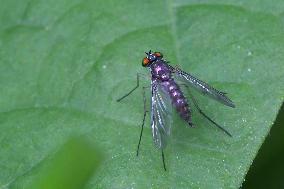 Long-legged Fly