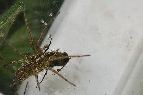 Wolf Spider Feasting On A Fly