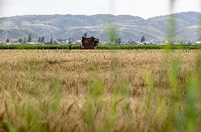 (VistaNingxia)CHINA-NINGXIA-TONGXIN COUNTY-WHEAT HARVEST (CN)