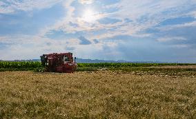 (VistaNingxia)CHINA-NINGXIA-TONGXIN COUNTY-WHEAT HARVEST (CN)