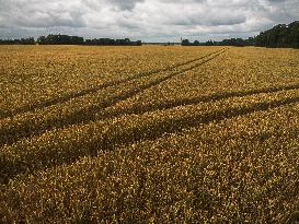 France Sees Wheat Crop Plunging On Heavy Rains