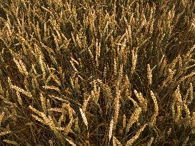 France Sees Wheat Crop Plunging On Heavy Rains