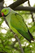 Parakeets Eating - India