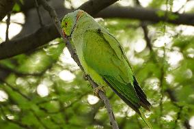 Parakeets Eating - India