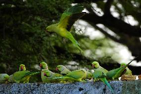 Parakeets Eating - India