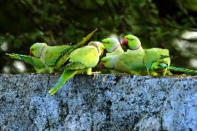 Parakeets Eating - India