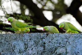 Parakeets Eating - India