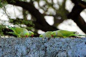 Parakeets Eating - India