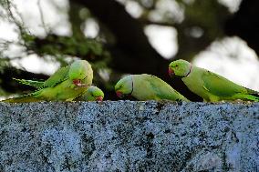 Parakeets Eating - India