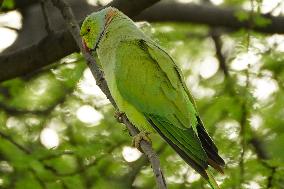 Parakeets Eating - India