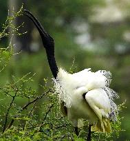 Black-headed Ibis Flock - India