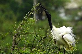 Black-headed Ibis Flock - India