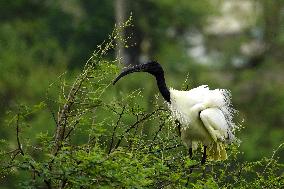 Black-headed Ibis Flock - India