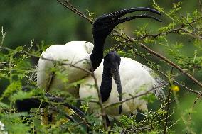 Black-headed Ibis Flock - India