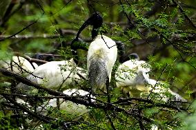 Black-headed Ibis Flock - India