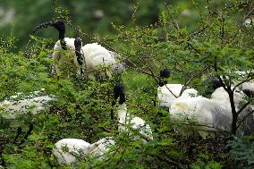 Black-headed Ibis Flock - India