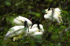 Black-headed Ibis Flock - India