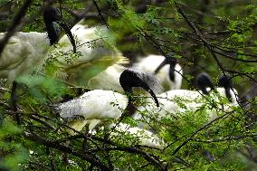 Black-headed Ibis Flock - India