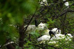 Black-headed Ibis Flock - India