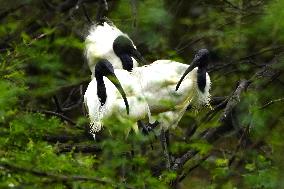 Black-headed Ibis Flock - India